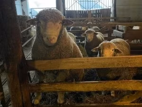 Баран, Ile-de-France sheep