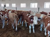 Bik, Simmental cattle — fotografija 2