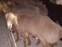قوچ, Arashan sheep — عکس 5