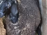 በግ, Hissar sheep — ፎቶ 7