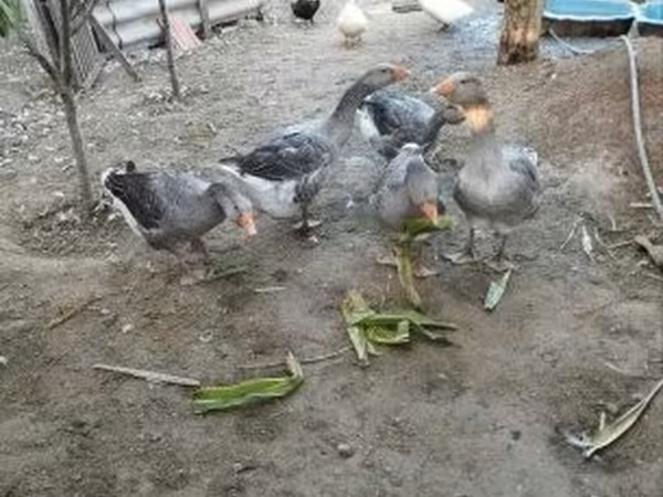 Geese