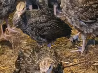 Turkeys — foto 3