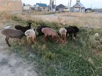 숫양, 양 — 사진 5