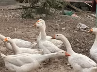Geese — foto 2