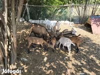 Kambing (lot, jantina tidak dinyatakan), Goats — foto 8