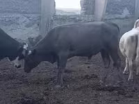 Lembu jantan, Red Steppe Cow — foto 2