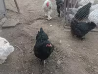 Брама — снимка 5