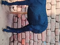 Bode, Beetal goats — foto 3