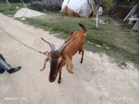 Goat, Nubian Goat — photo 1