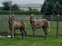 Pastuv, Rocky Mountain Horse — fotografija 2