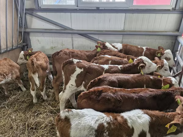 Lo’ (xirmo, jins lama sheegin), Simmental cattle