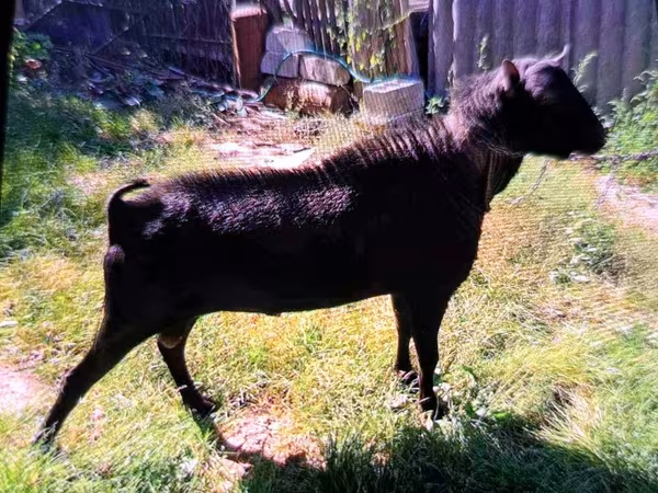 公山羊, Goats
