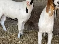 Koza, Boer goat — fotografija 7