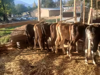 Կով, Խոշոր եղջերավոր — լուսանկար 7
