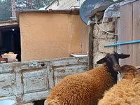Beran, Blackheaded Persian sheep — foto 8