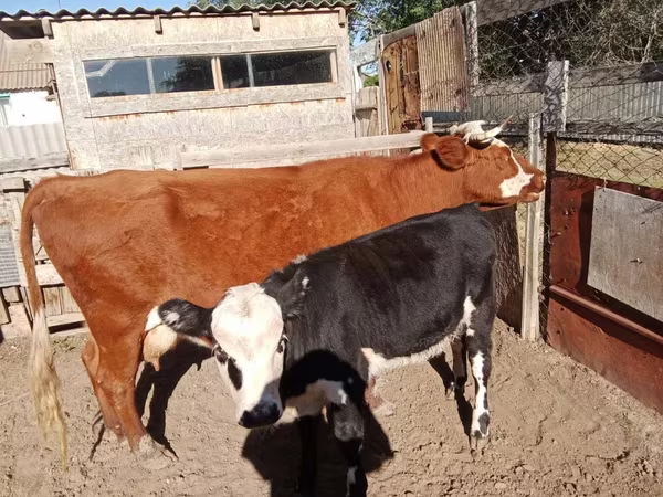 گاو ماده, Latvian Blue cattle