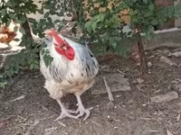 Chickens — акс 6