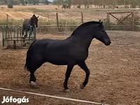 Kůň, Hungarian horse breed — foto 1