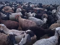Kambing jantan, Sheep — foto 3