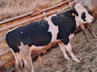 황소, Simmental cattle — 사진 4