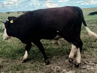 ষাঁড়, হেরিফোর্ড — ছবি 2