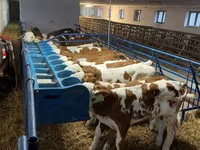 Boğa, Simmental cattle — foto 6