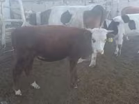 Bou, Simmental cattle — foto 6