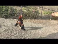 Chickens — عکس 8
