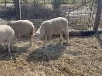 Kambing jantan, Sheep — foto 2