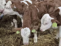 Býk, Simmental cattle — foto 1