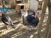 Turkeys — foto 2