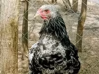 Brahma — foto 1