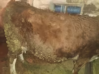 گاو ماده, Simmental cattle — عکس 3