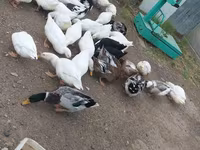 Ducks — عکس 1
