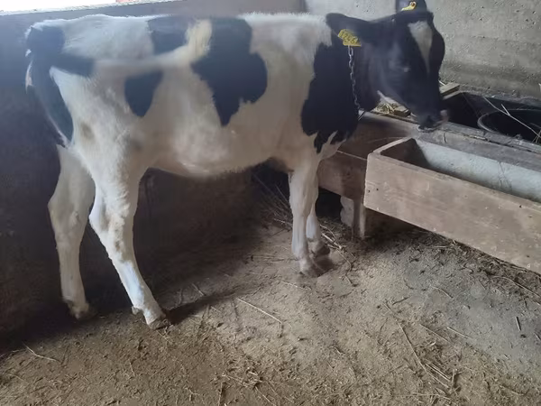 Lembu betina, Russian Black pied cattle