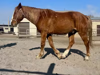 Hengst, Kustanai horse — Foto 6