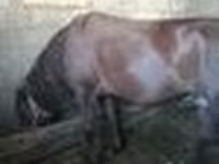 Cheval, Chevaux — photo 4