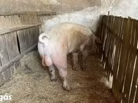 Babi hutan, Pigs — foto 2