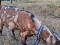 Ziegenbock, Nubian Goat — Foto 1