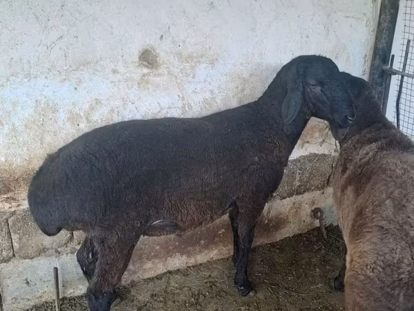 قوچ, گوسفند