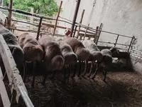 قوچ, Arashan sheep — عکس 5