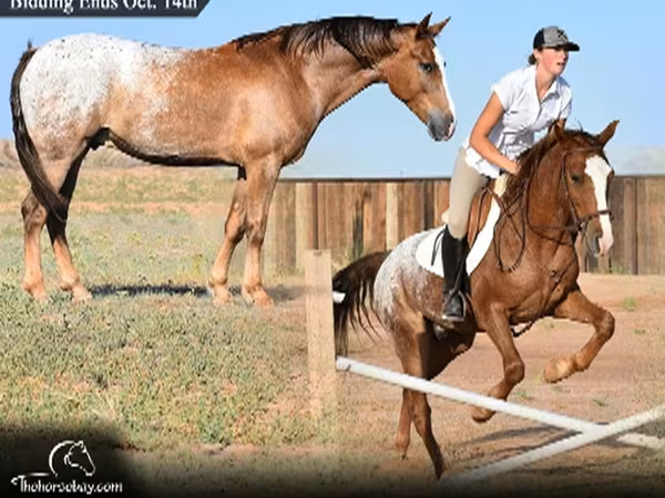 Hengst, Appaloosa