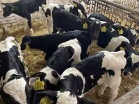 ወንድ በሬ, Holstein breed — ፎቶ 2