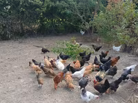 Chickens — عکس 3