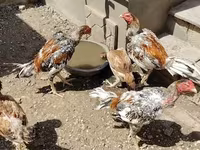 Chickens — รูปภาพ 5