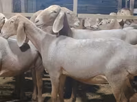 Baran, Arashan sheep — zdjęcie 1