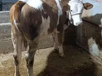 Buğa, Simmental cattle — foto 5