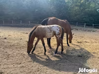 Асп, Appaloosa — акс 6