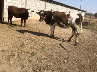 Vacă, Simmental cattle — foto 2