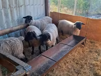 Owca, White Suffolk sheep — zdjęcie 3
